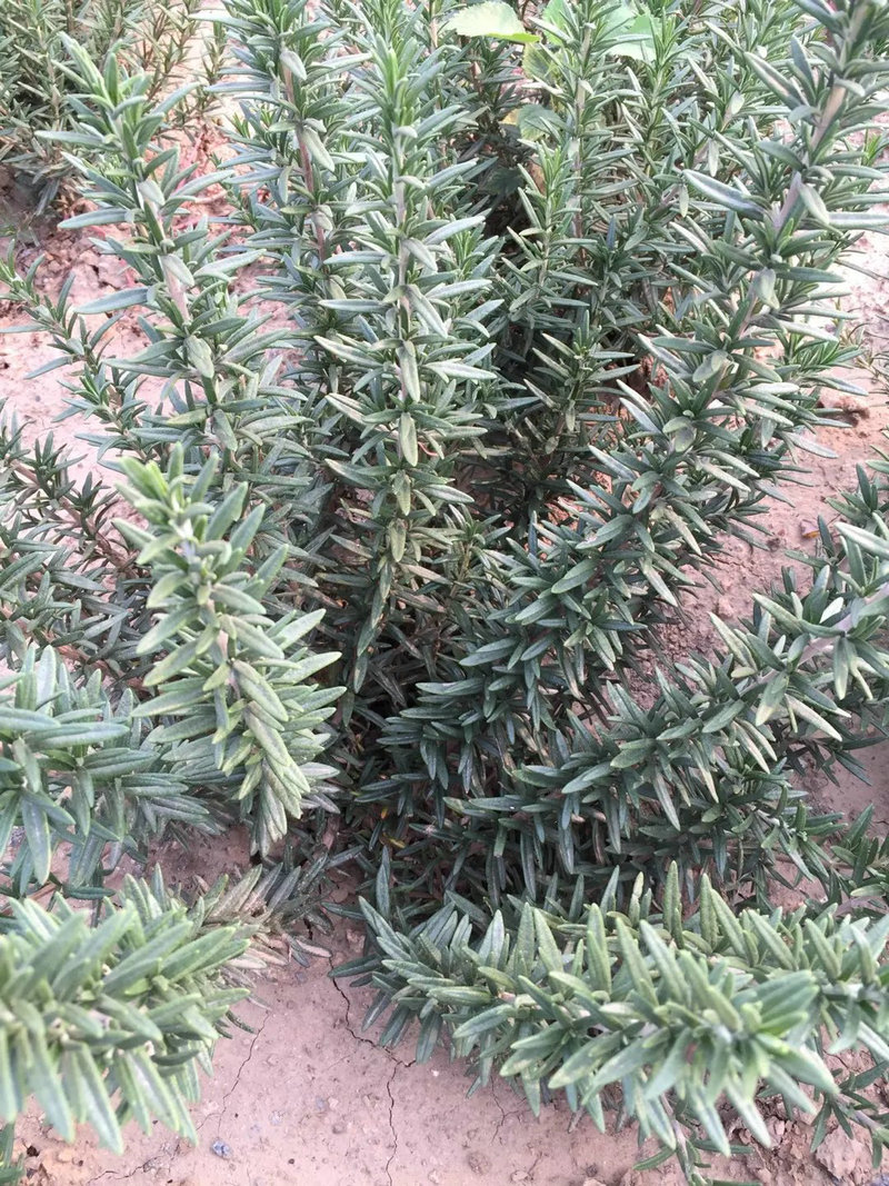 直立阔叶迷迭香苗