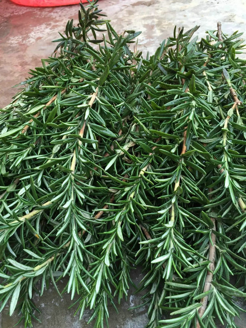 迷迭香苗木(mù)