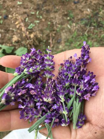 薰衣草(cǎo)鲜花(huā)